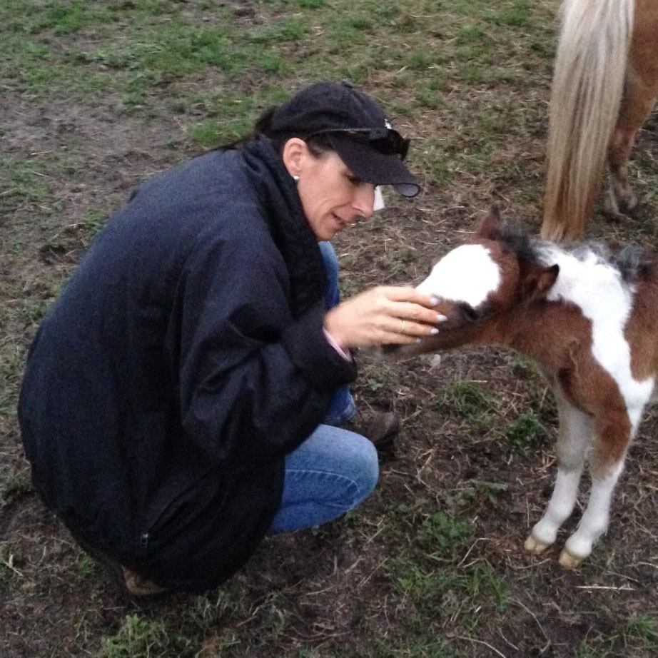 fresh-start-farm-horse-stephanie